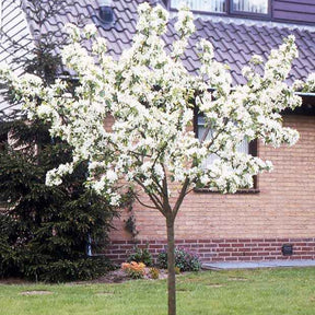 Perenboom 'William's Rouge' - Pyrus communis William's red - Willemse