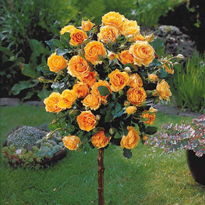 Stamroos 'Sunsilk' - Willemse