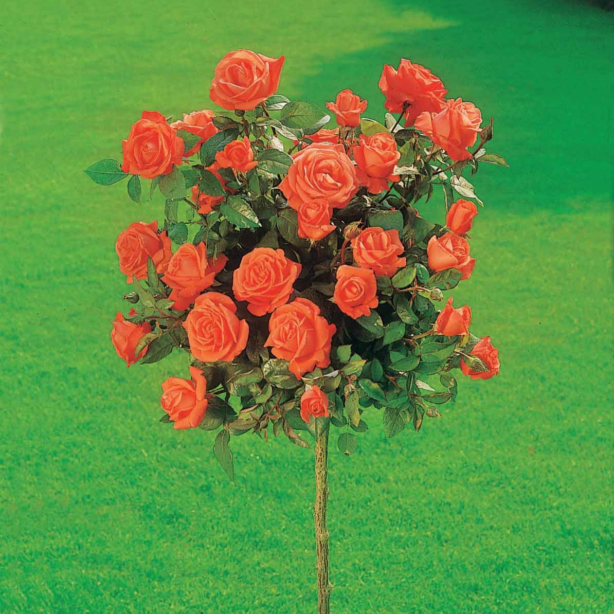 Stamroos 'Ramona' - Willemse