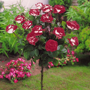 Stamroos 'Osiria' - Rosa Osiria - Willemse