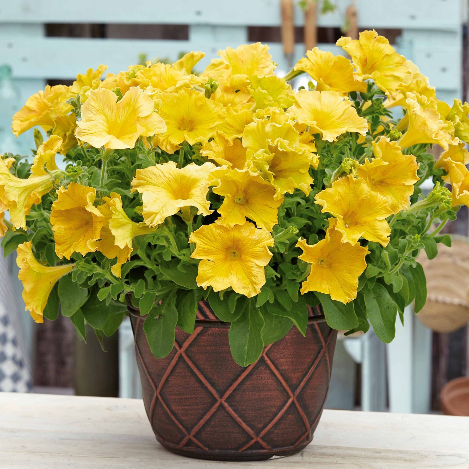 Petunia Happy Giant Yellow - Petunia 'Happy Giant Yellow' (x3) - Petunia en Calibrachoa
