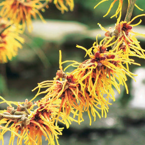 Verkoop Chinese Toverhazelaar - Hamamelis mollis