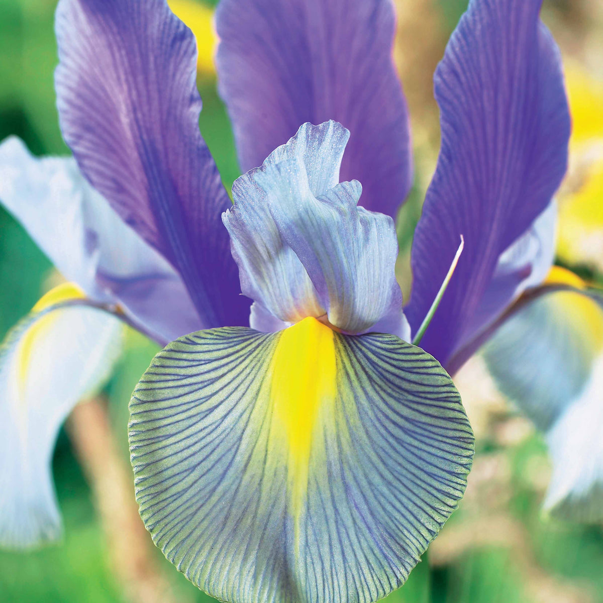 Hollandse iris 'Mystic Beauty' (x20) - Willemse