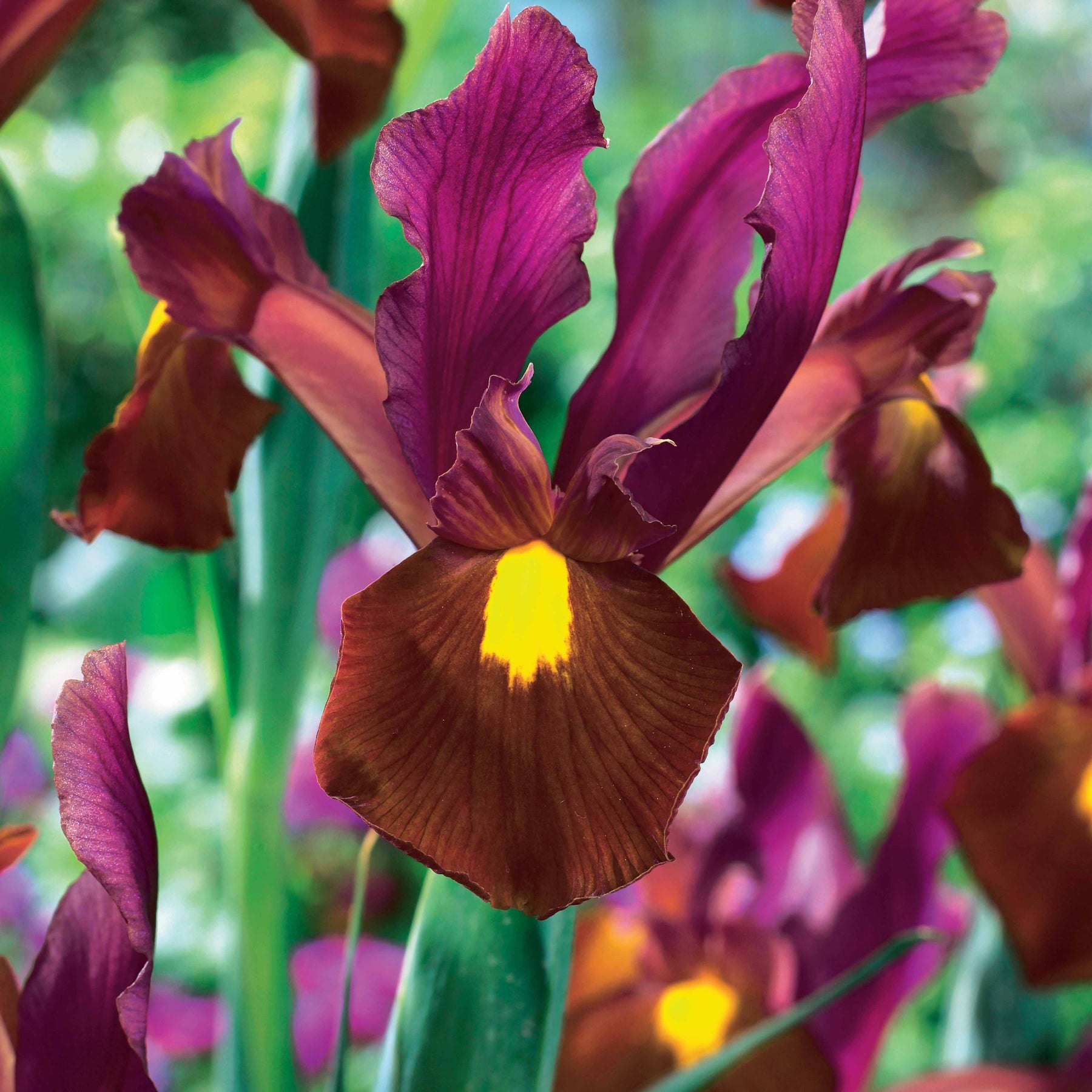 Hollandse iris 'Red Ember' (x20) - Iris hollandica Red Ember - Willemse