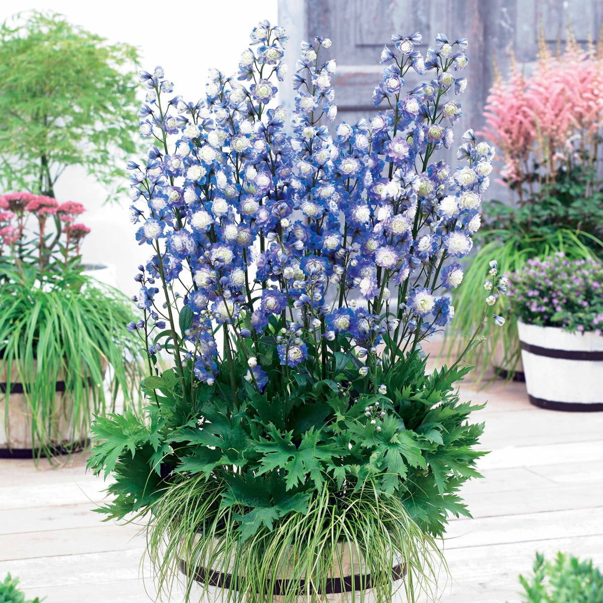 Ridderspoor 'Bolero' - Delphinium Highlander® Bolero - Willemse