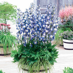 Ridderspoor 'Bolero' - Delphinium Highlander® Bolero - Willemse