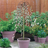 Treurwilg 'Kilmarnock' op stam - Willemse