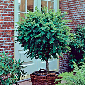 Robinia op stam - Robinia pseudoacacia umbraculifera - Willemse