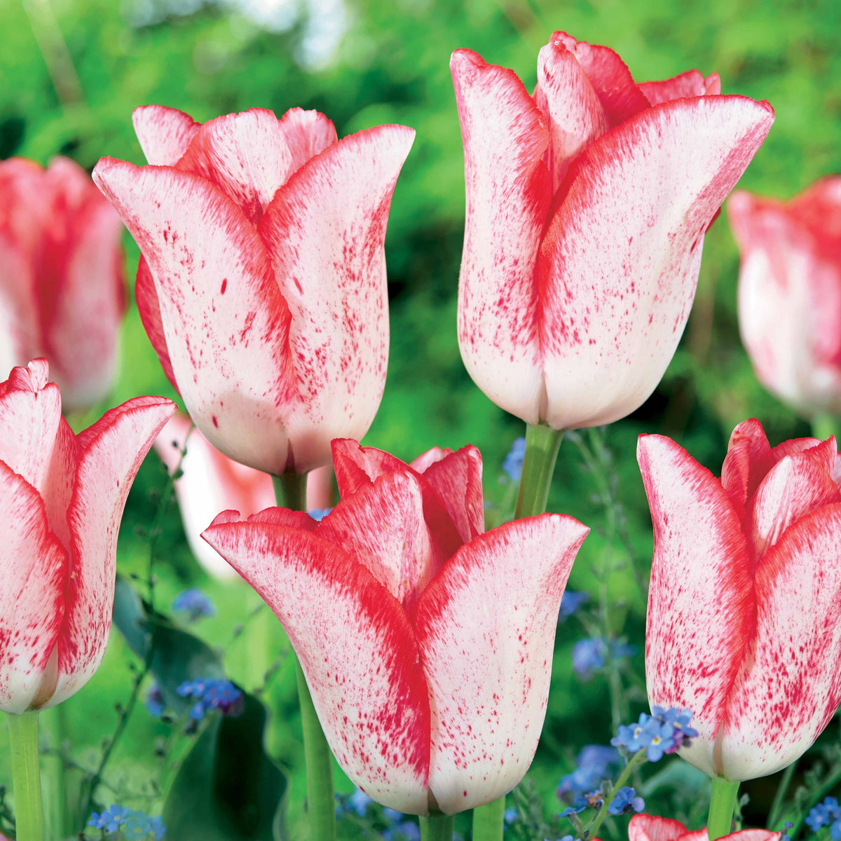 Tulpen 'Beauty Trend' (x10) - Willemse