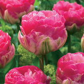 Dubbelbloemige tulp - roze (x10) - Tulipa pink size - Willemse