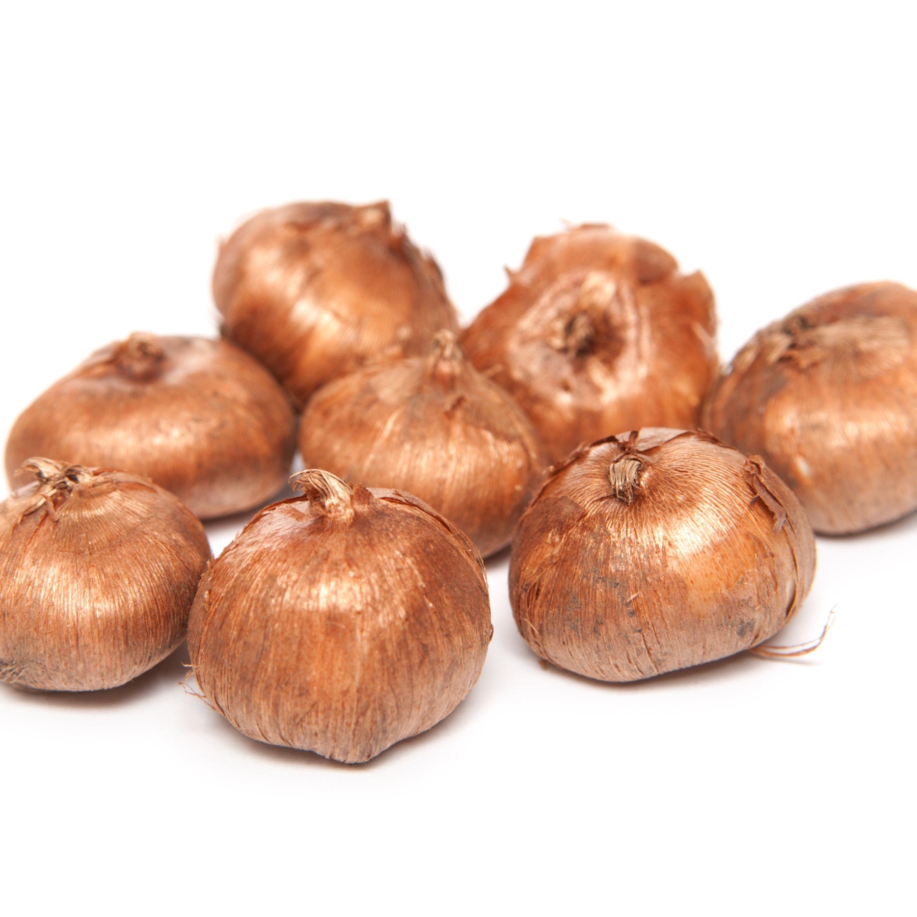 Verkoop Grootbloemige Gele Krokussen (x15) - Crocus vernus yellow Mammoth