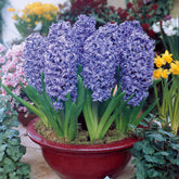 Blauwe Hyacinthen (x3) - Willemse