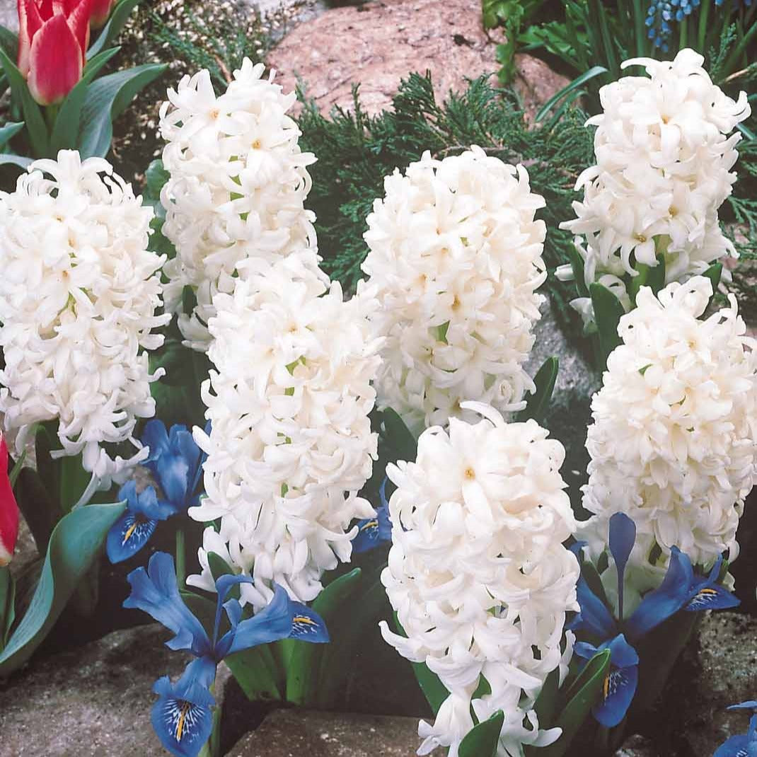 Witte Hyacinthen (x3) - Willemse