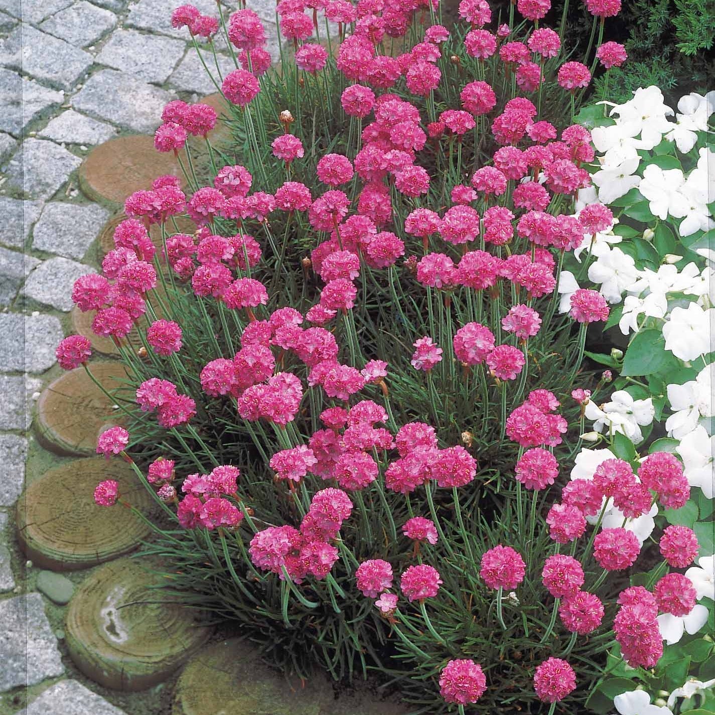 Engels gras 'Rosea' - Armeria maritima Splendens - Willemse