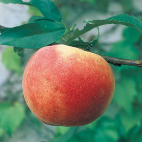 Perzikbomen - Mini Perzik 'Suncrest' - Prunus persica Suncrest
