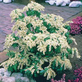 Rotsheide White Cascade - Pieris japonica white cascade - Willemse
