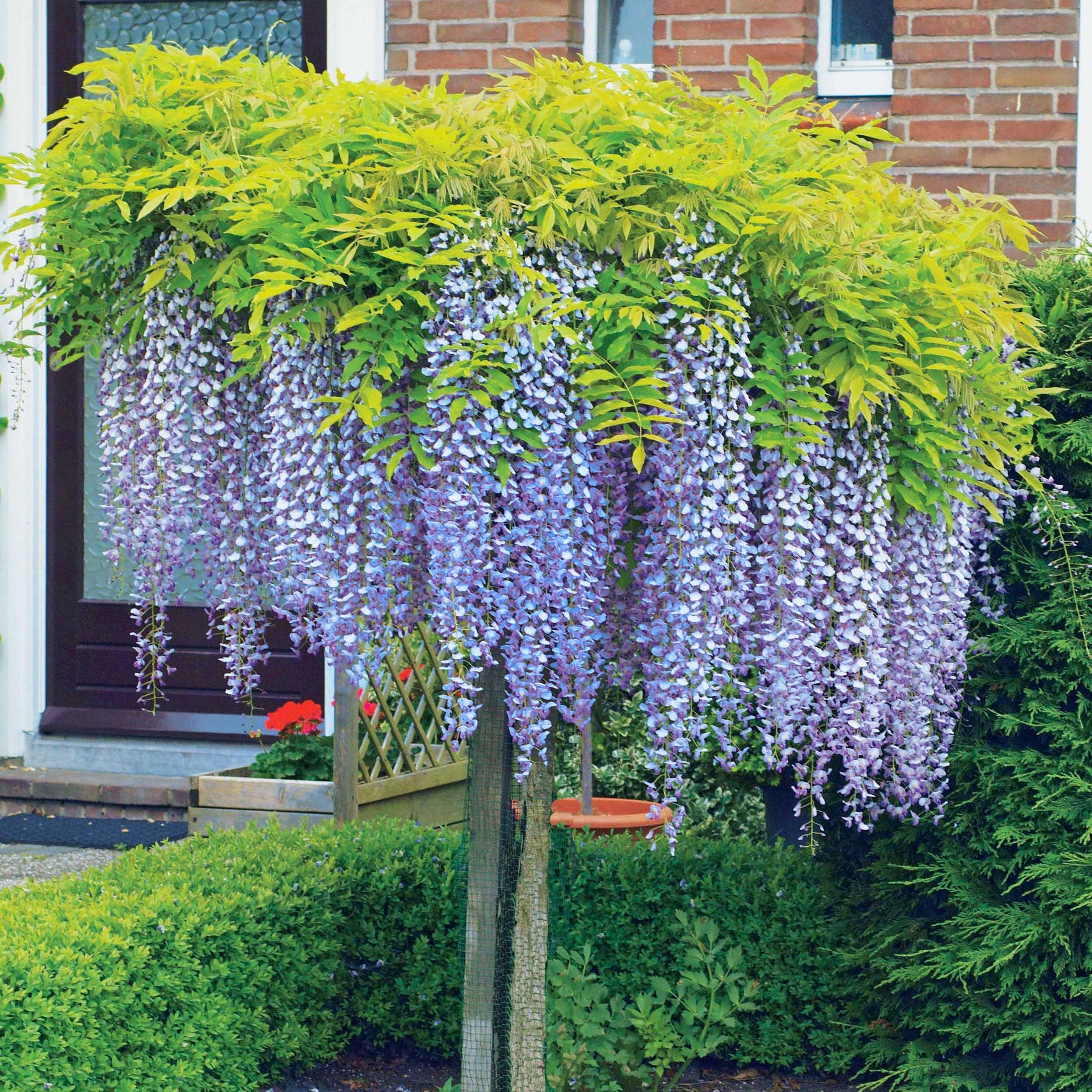 Wisteria sinensis - Blauwe regen - op stam - Wisteria