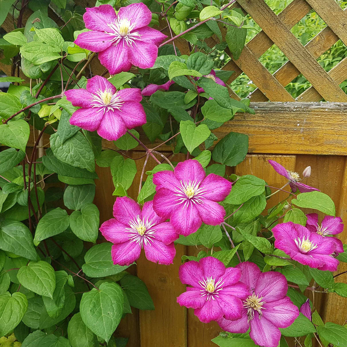 Bosrank 'Ville de Lyon' - Clematis x viticella Ville de Lyon - Willemse