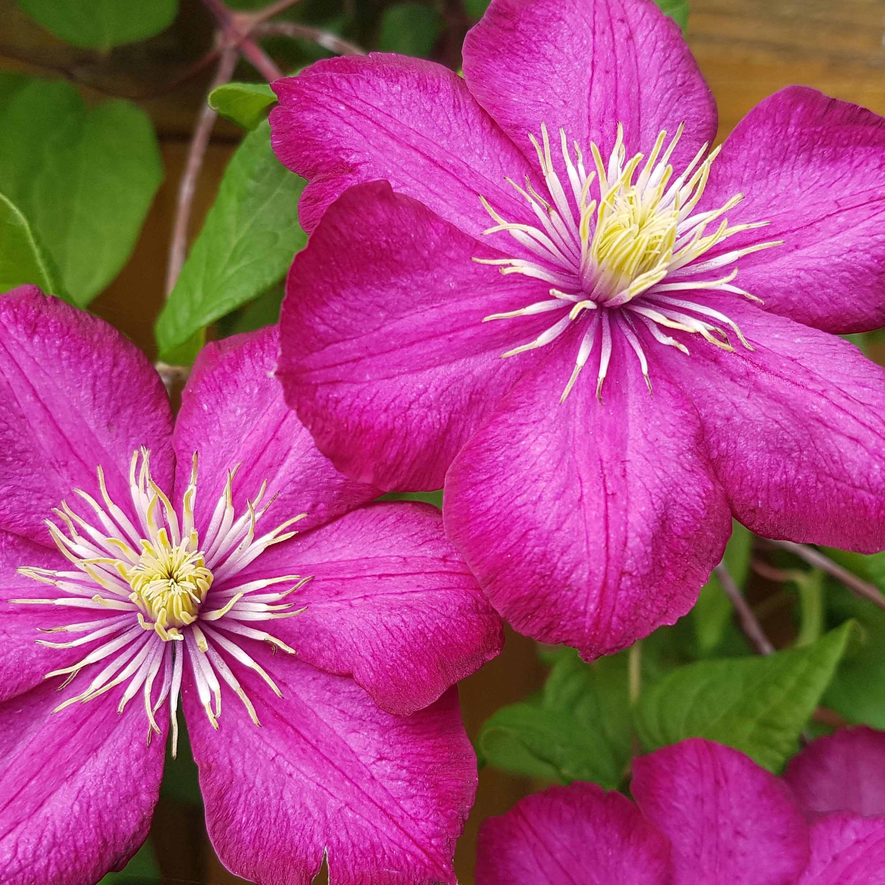 Clematis x viticella Ville de Lyon - Bosrank 'Ville de Lyon' - Clematis