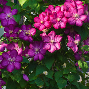 Clematis - Bosrank 'Ville de Lyon' - Clematis x viticella Ville de Lyon