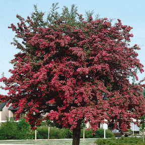 Meidoorn - Crataegus laevigata paul's scarlet - Willemse