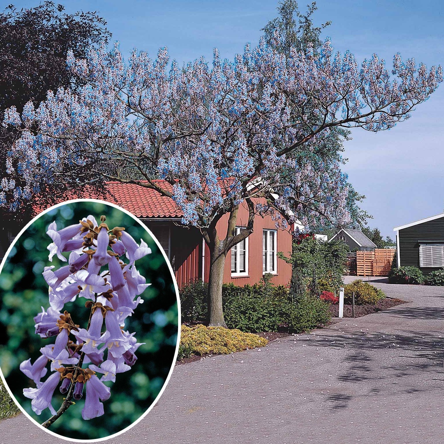 Verkoop Keizerboom - Paulownia - Anna Paulownaboom