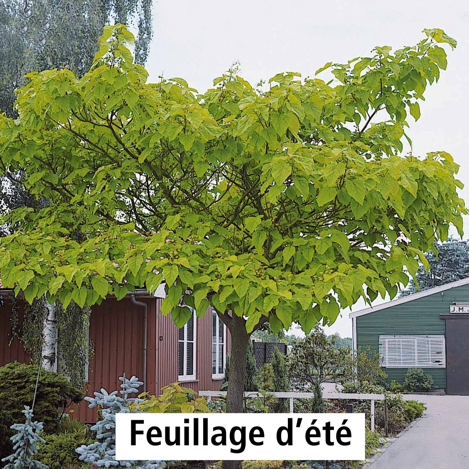 Verkoop Keizerboom - Paulownia - Anna Paulownaboom