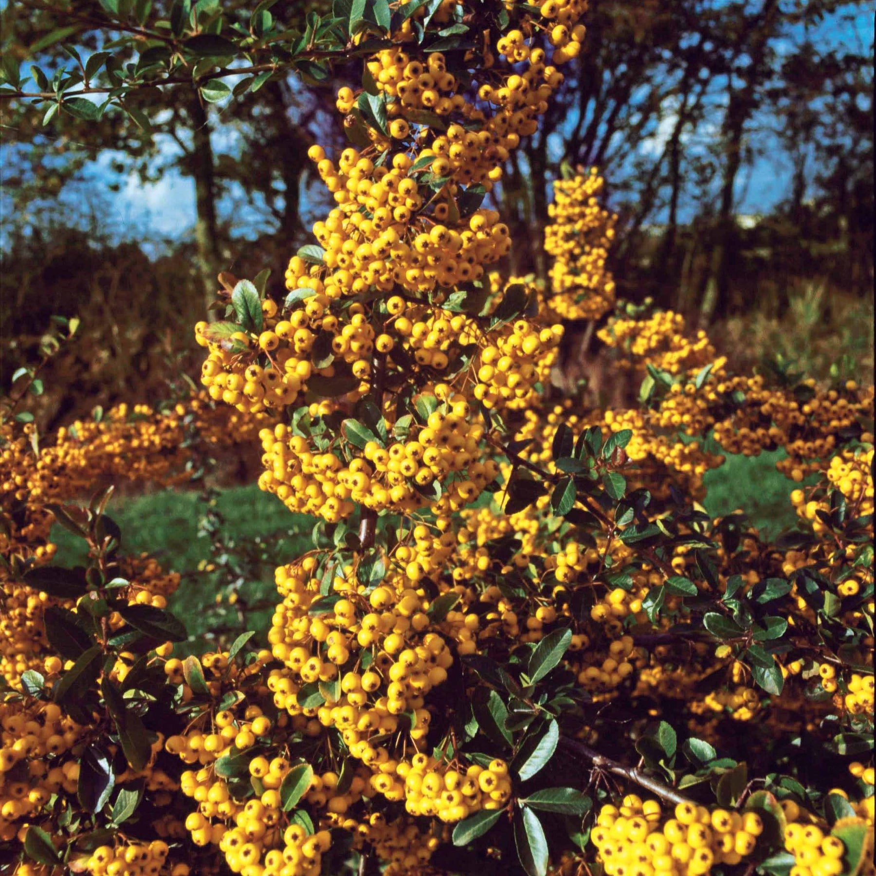 Pyracantha saphyr jaune - Vuurdoorn 'Saphyr Jaune' (x3) - Wintergroene planten