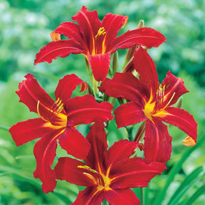Hemerocallis - Daglelie - Daglelie Crimson Pirate - Hemerocallis Crimson Pirate