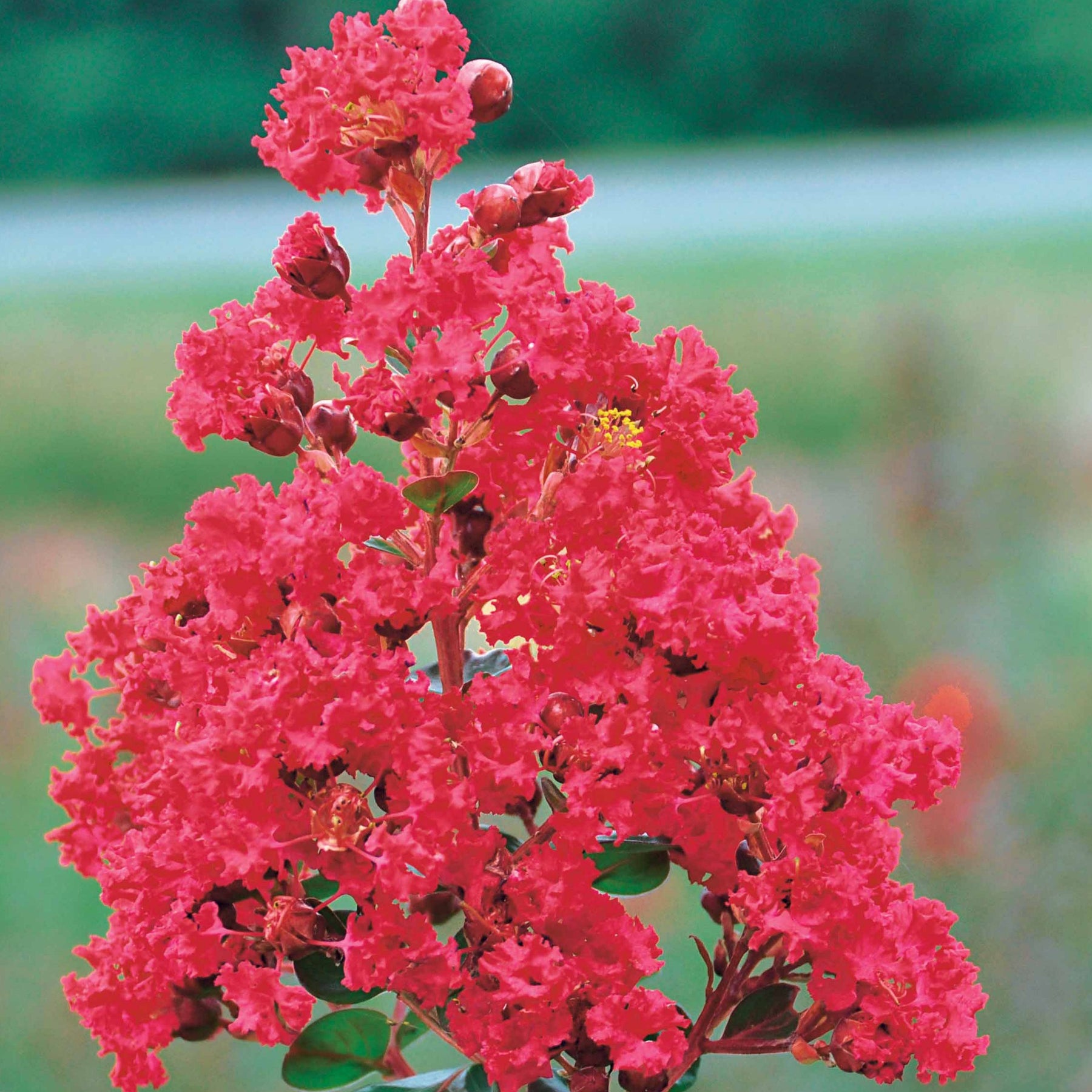 Lagerstroemia indica braise d'été® ‘indybra’ - Indische sering 'Braise d'Été® ‘Indybra’ - Indische sering