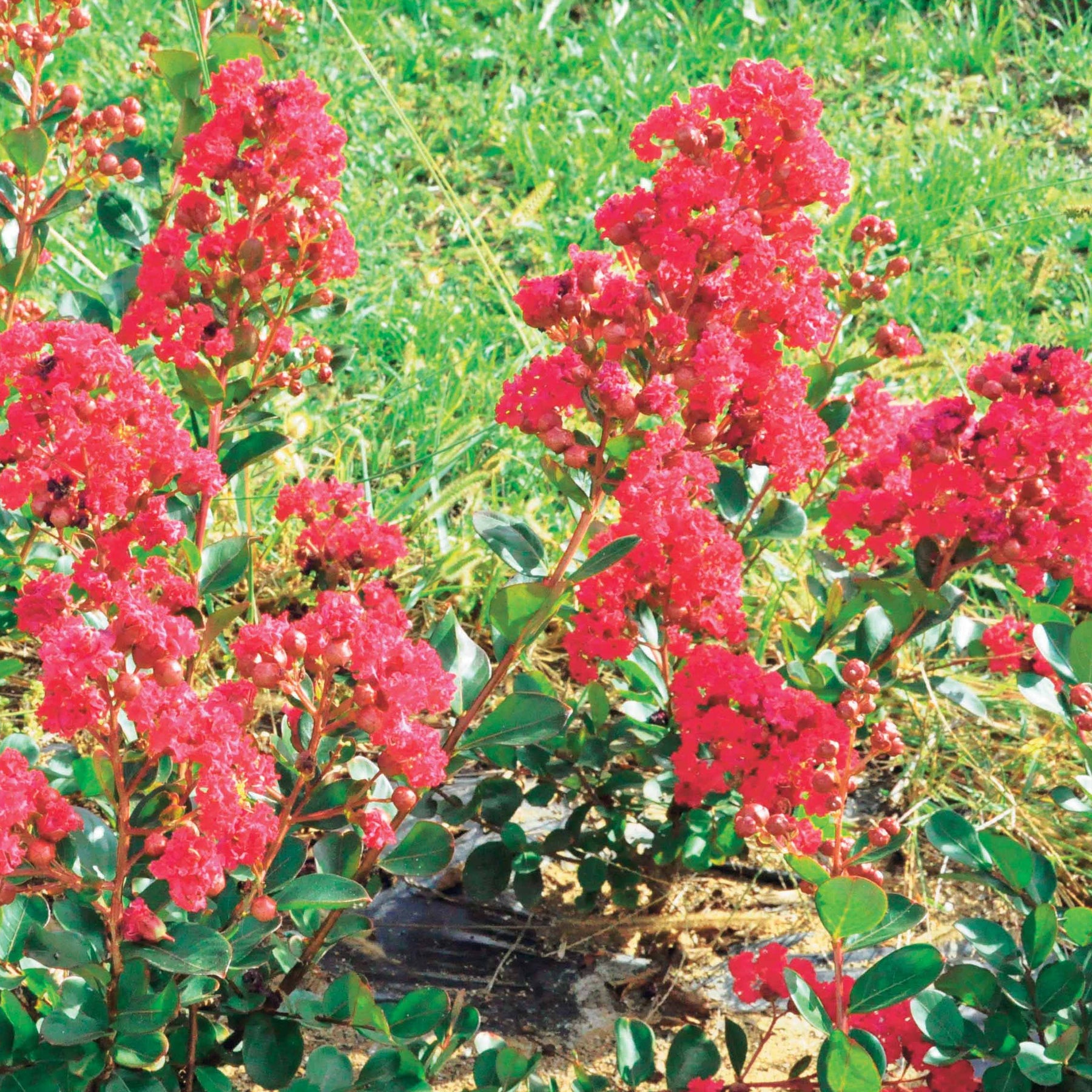 Indische sering - Indische sering 'Braise d'Été® ‘Indybra’ - Lagerstroemia indica braise d'été® ‘indybra’