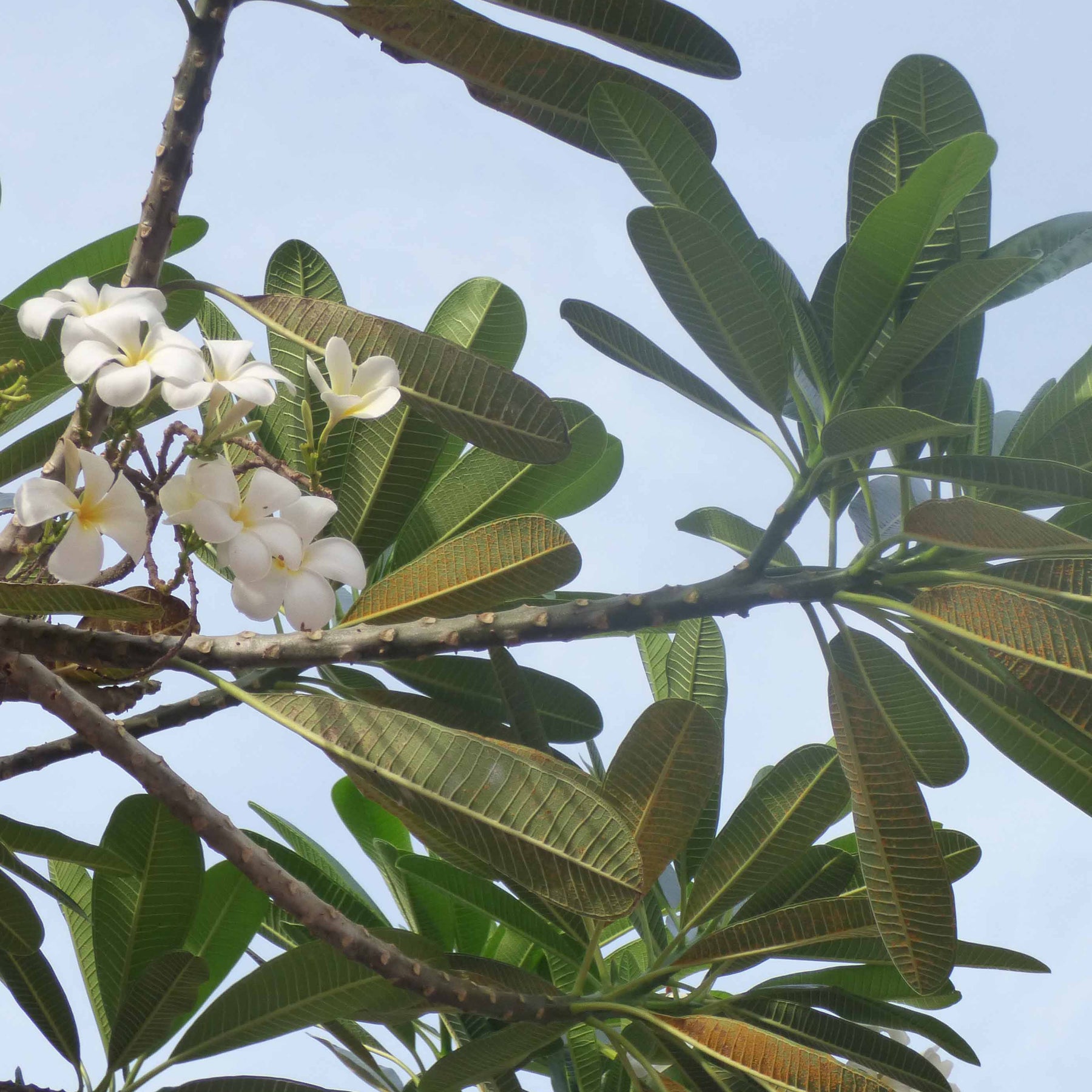 Plumeria alba - Frangipani - Tempelboom - Plumeria