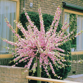 Amandelboompje - Prunus triloba - Willemse
