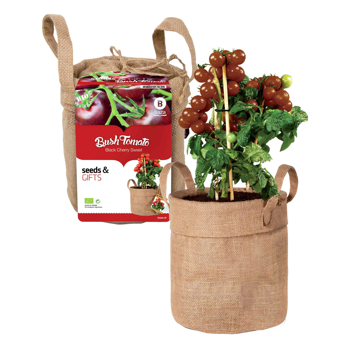 Zwarte kerstomaatjes Kit met decozak + potgrond - Willemse