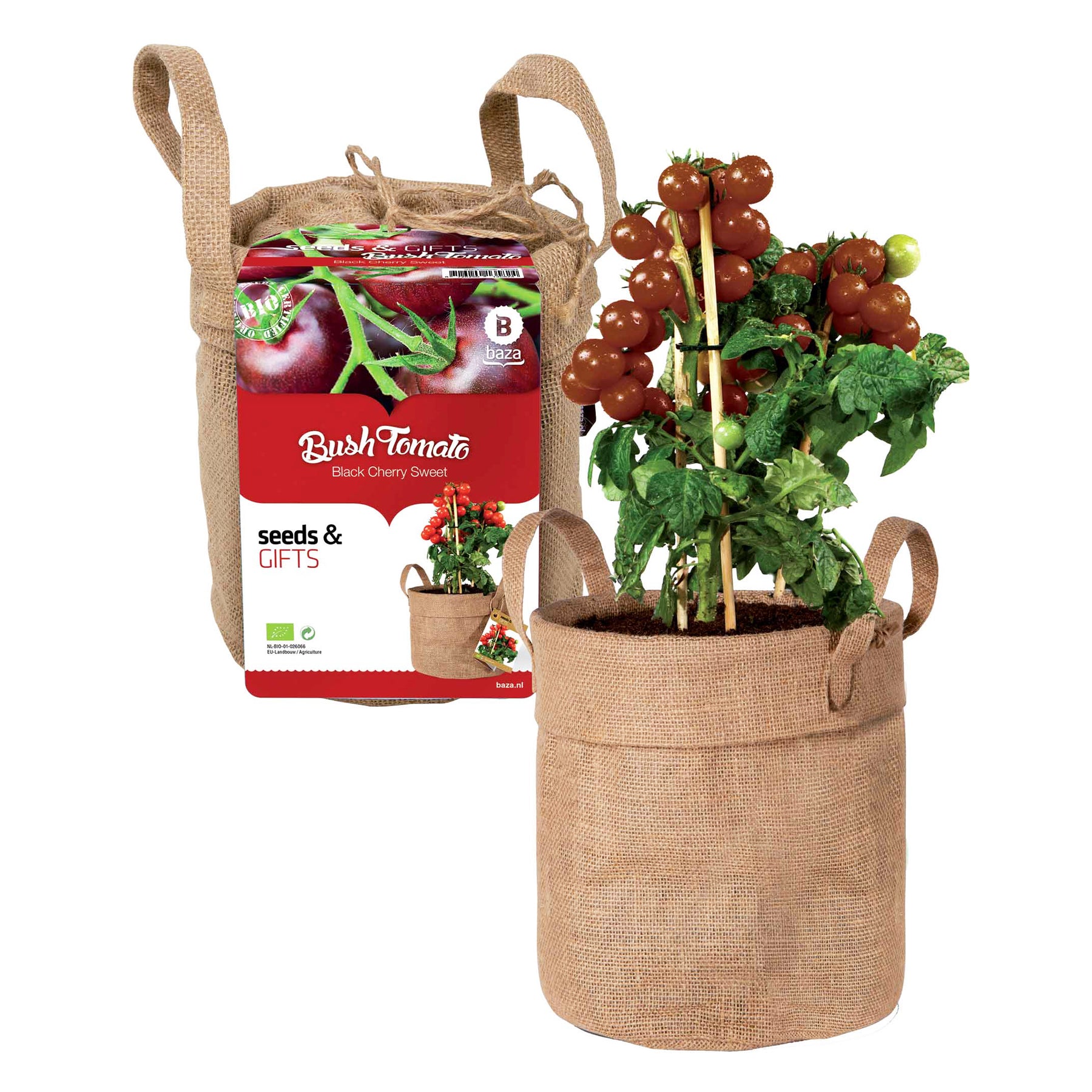 Zwarte kerstomaatjes Kit met decozak + potgrond - Willemse