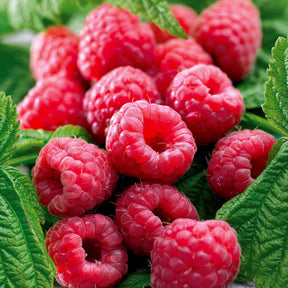 Framboos 'Marastar'® - Rubus idaeus marastar ® cov ma29-20 - Willemse