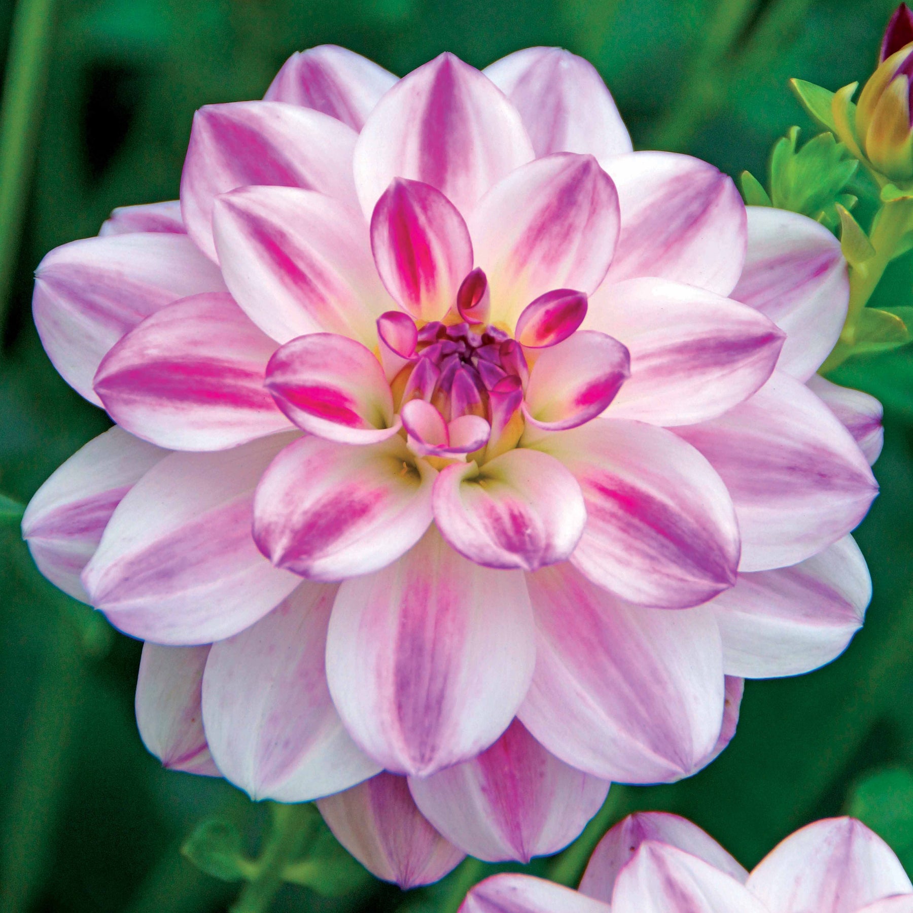 Dahlia 'St. Martin' (x3) - Dahlia saint martin - Willemse