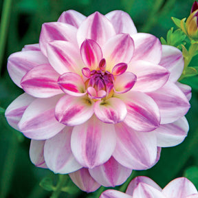 Dahlia 'St. Martin' (x3) - Dahlia saint martin - Willemse