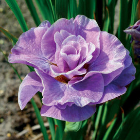 Siberische iris 'Pink Parfait' (x2) - Willemse