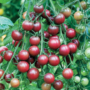 Cherrytomaat 'Chocolate Cherry' - Solanum lycopersicum chocolate cherry - Willemse