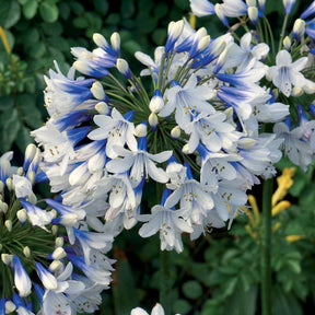Agapanthus Twister - Afrikaanse lelie 'Twister' - Agapanthus