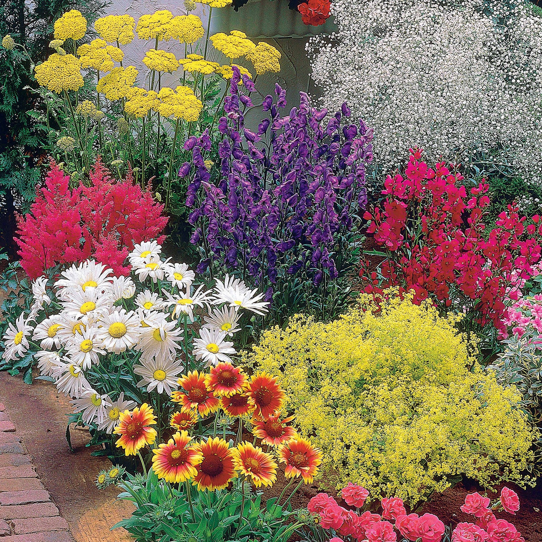 Makkelijke vaste planten borderpakket - ca. 1,5 m² - Achillea filipendula, Sidalcea Rosanna, Aconitum arendsii, Astilbe, Lencanthemum superbum Silver Princess, Alchemilla Mollis, Gaillarda Kobold, Dianthus plumarius Fortuna - Willemse
