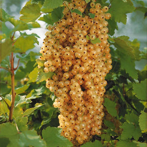 Rode bes - Witte aalbes 'Blanka' (x2) - Ribes rubrum Blanka