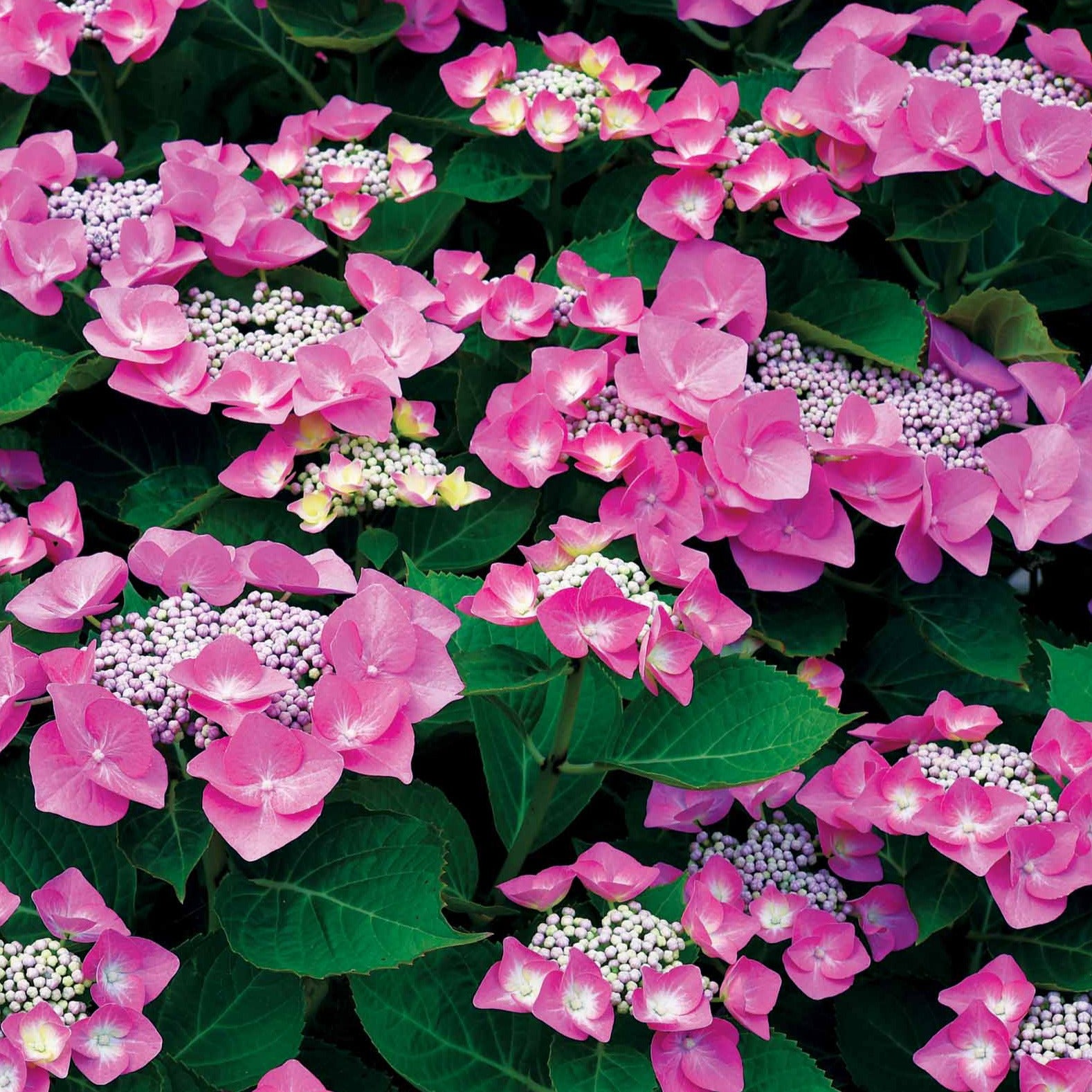 Boerenhortensia 'Selina' - Willemse
