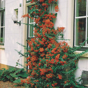 Vuurdoorn - rood - Pyracantha coccinea - Willemse
