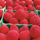 Framboos 'Paris' - Rubus idaeus paris - Willemse