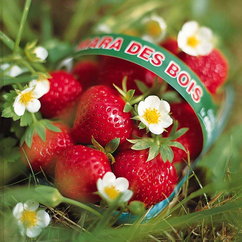 Mara des bois Bosaardbei - Fragaria vesca mara des bois - Willemse