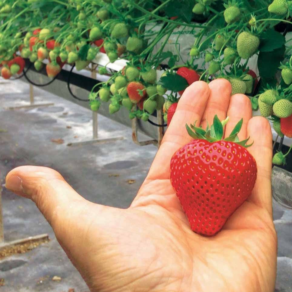 Aardbei 'Magnum' - Fragaria x ananassa magnum cov marionnet 97 - Willemse