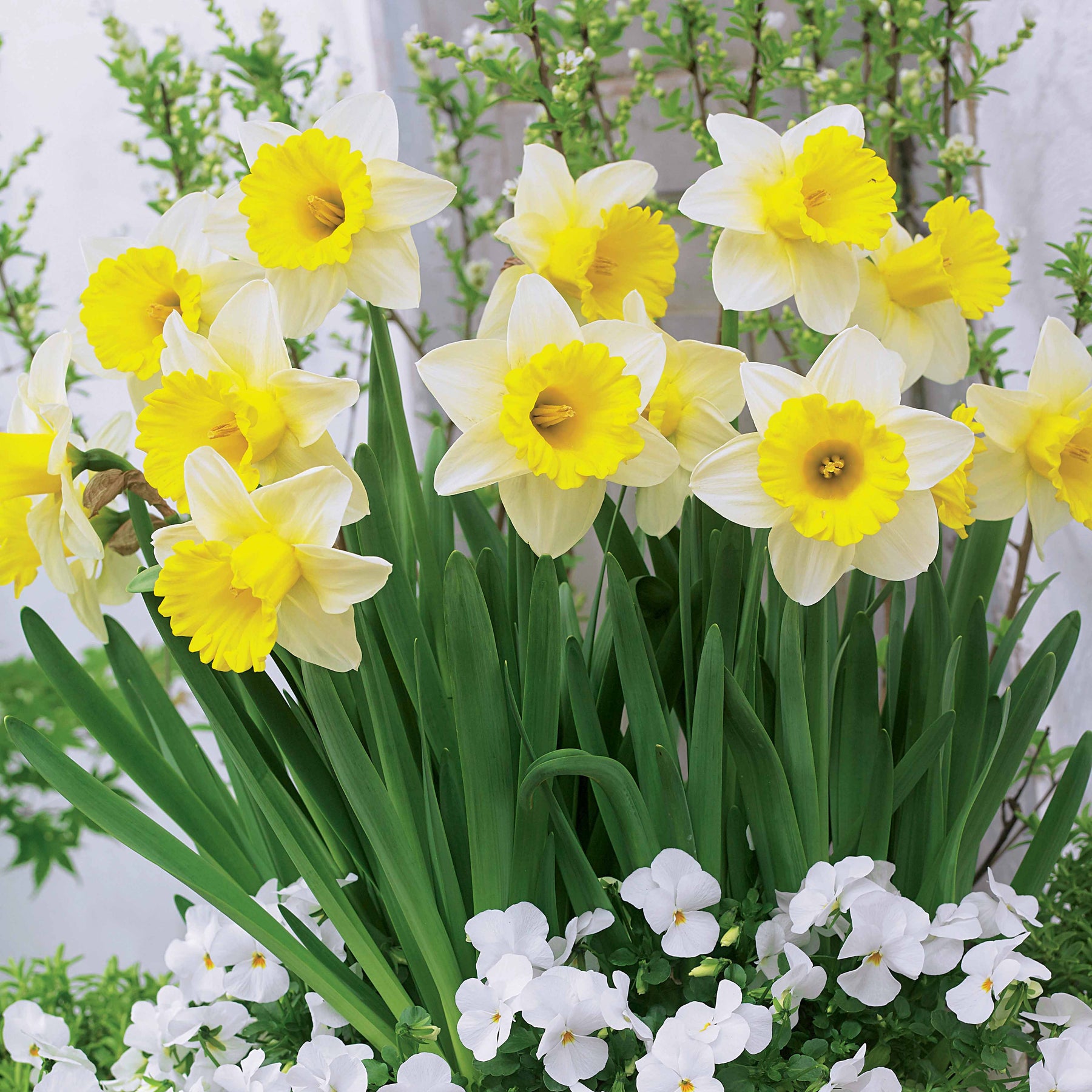 Verkoop Narcissen 'Goblet' (x10) - Narcissus goblet