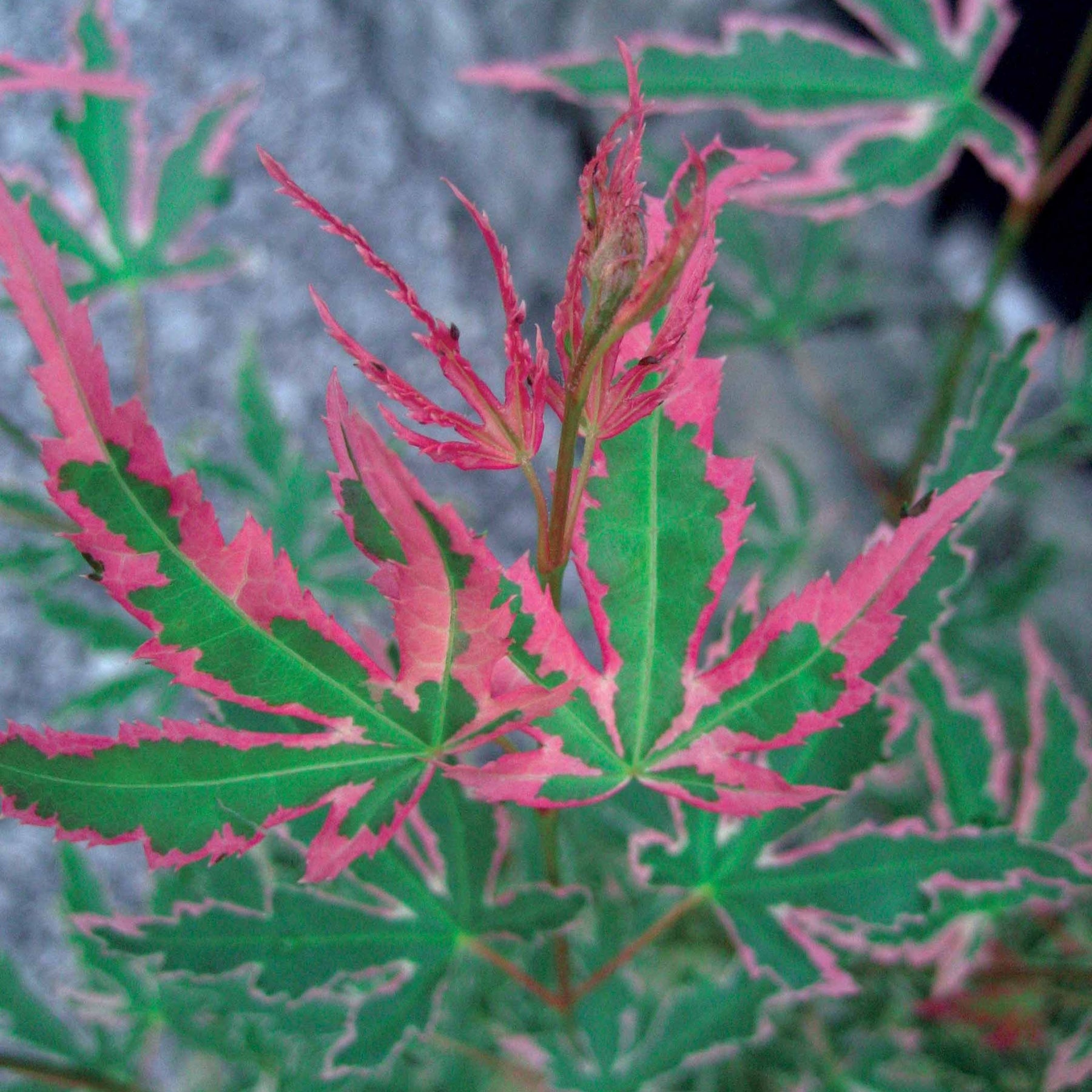Verkoop Japanse esdoorn 'Taylor' - Acer palmatum Taylor